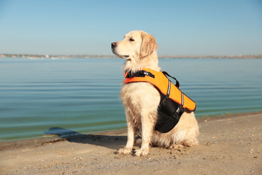 O cachorro salva vidas deve ser um bom nadador, além de obediente e focado