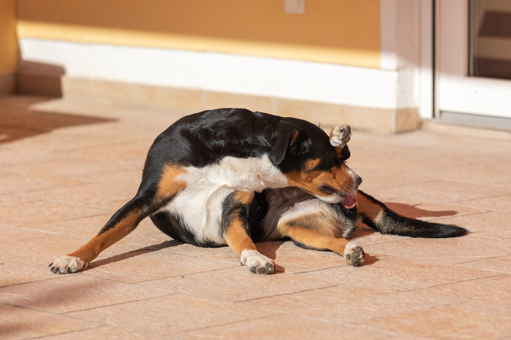 Cachorro se lambendo pode ser verme