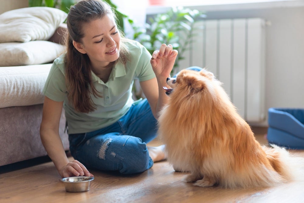 Para ensinar o cachorro a sentar e dar a pata, os treinos devem ser frequentes