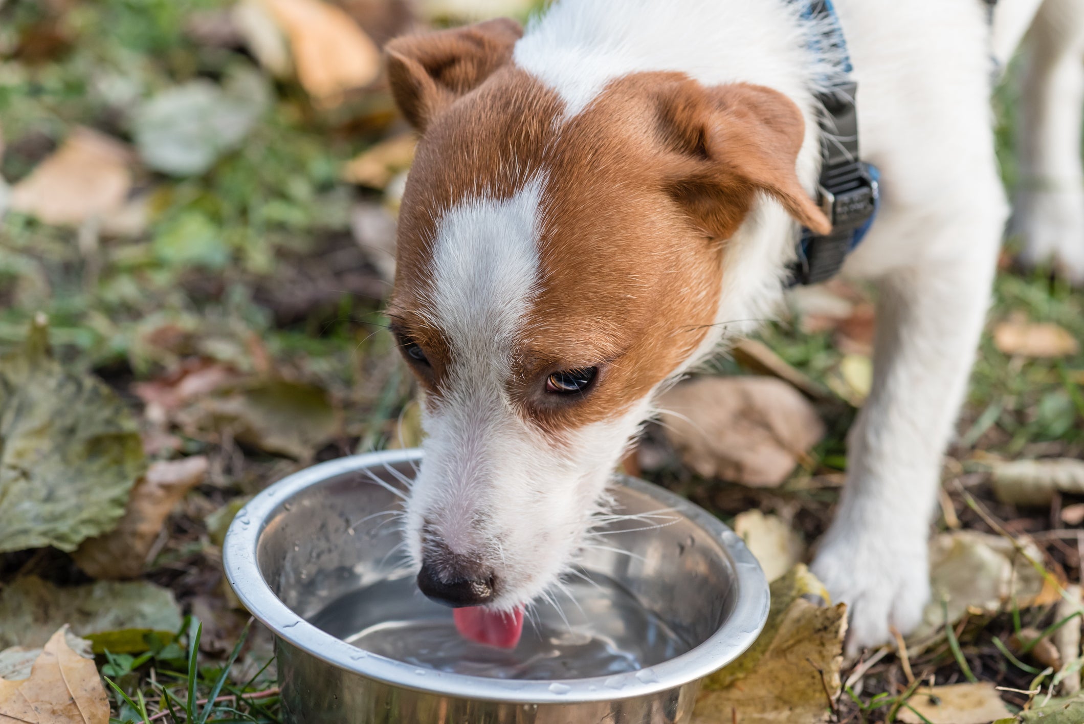O cachorro com calor deve ter bastante água a  disposição para se manter hidratado