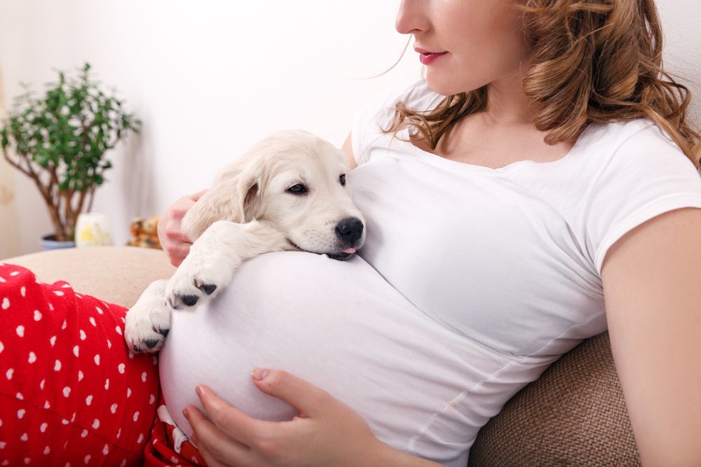 Cachorro sente gravidez: o comportamento do cão quando a dona está grávida tende a ser mais protetor