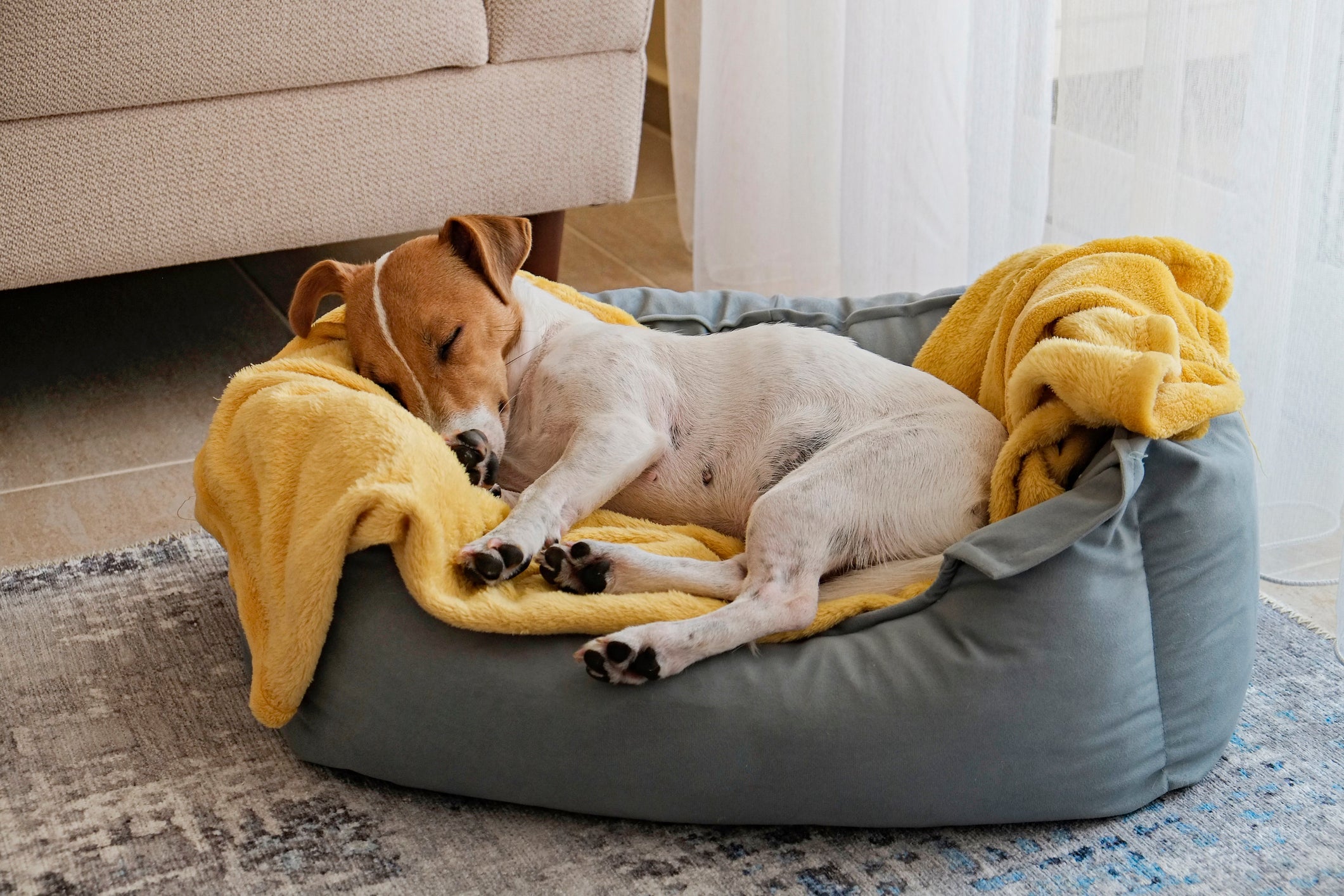Cachorro tremendo dormindo pode ter várias explicações