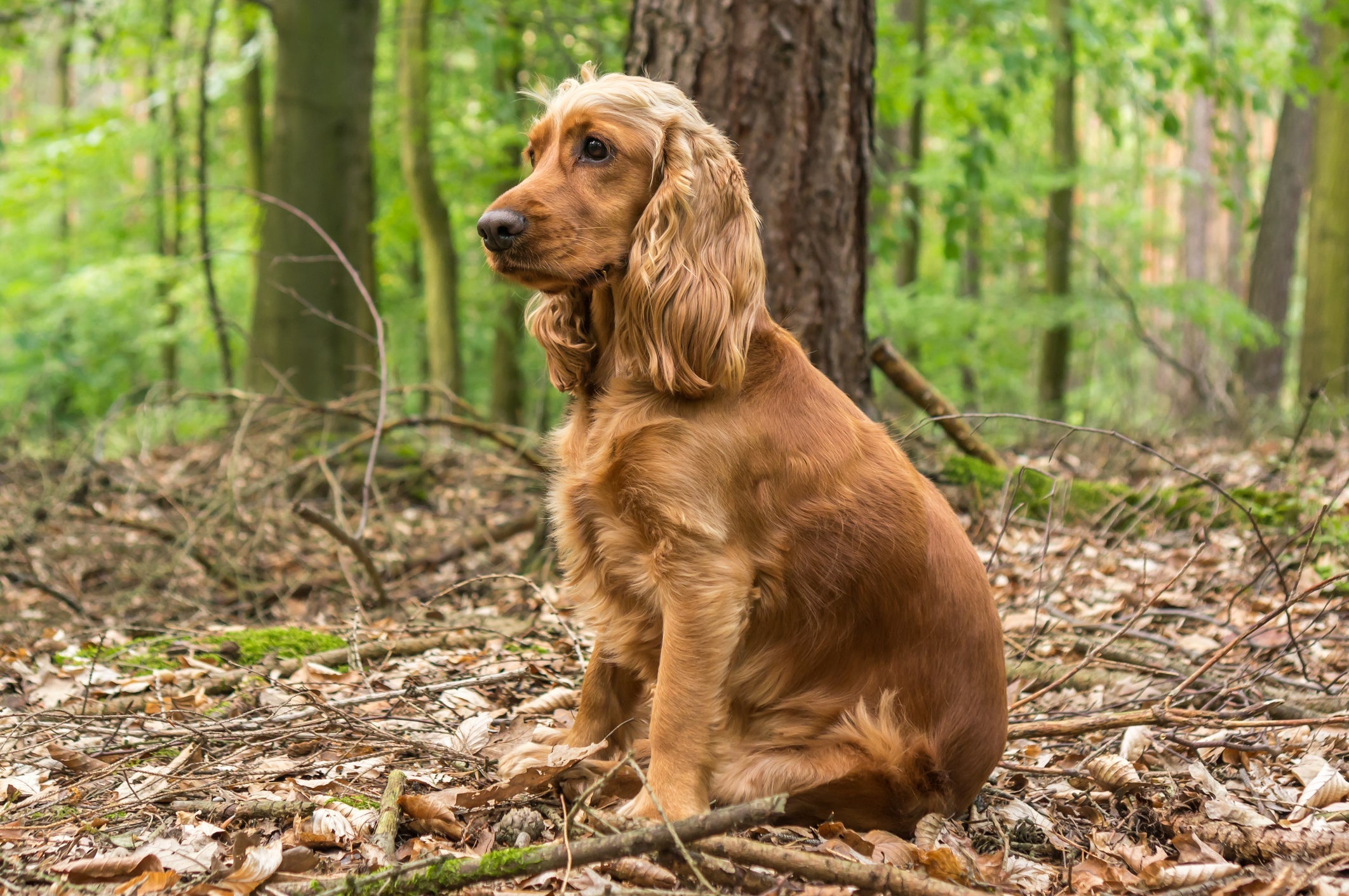Cocker Spaniel Inglês com sua pelagem mais lisa, seu porte atlético e postura elegante