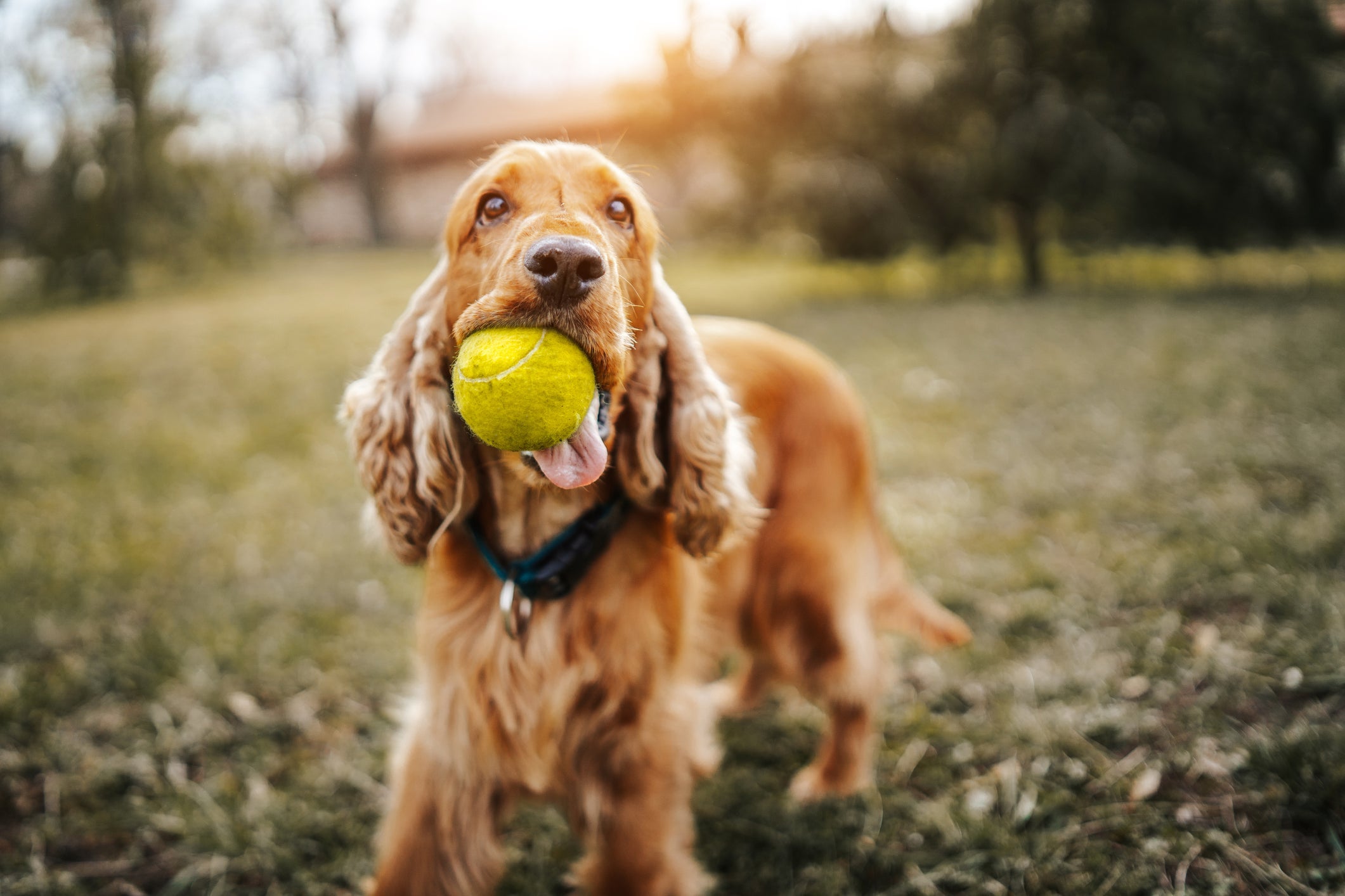 Cocker Spaniel americano pode apresentar ondas e até cachos em seus pelos
