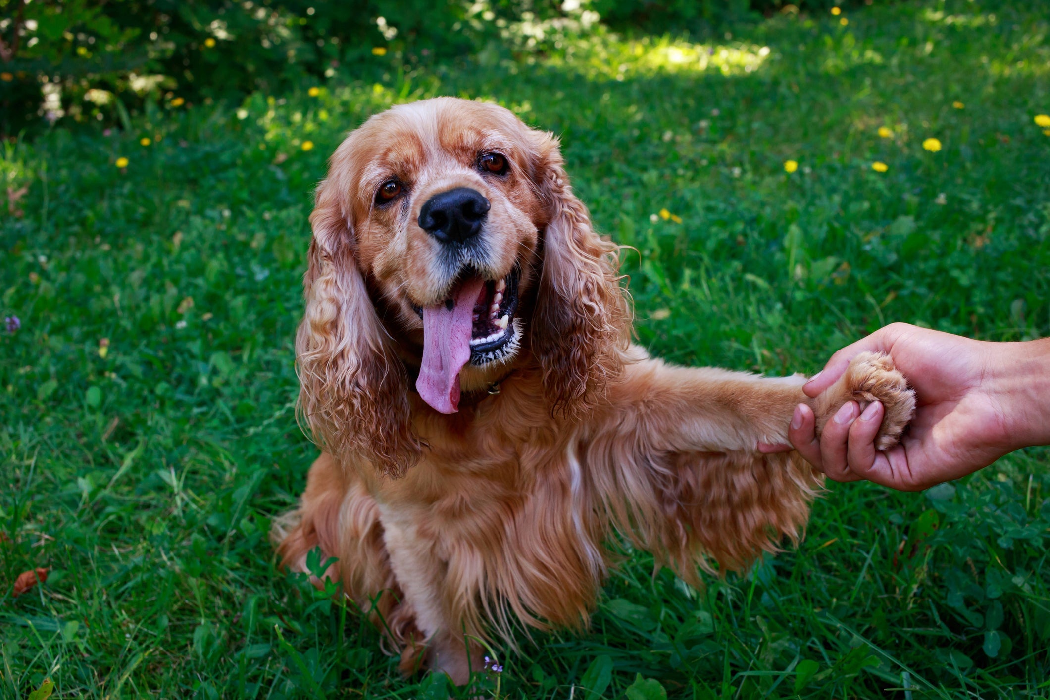 Cocker Spaniel Inglês ou Americano são raças de cor castanha que beiram ao caramelo