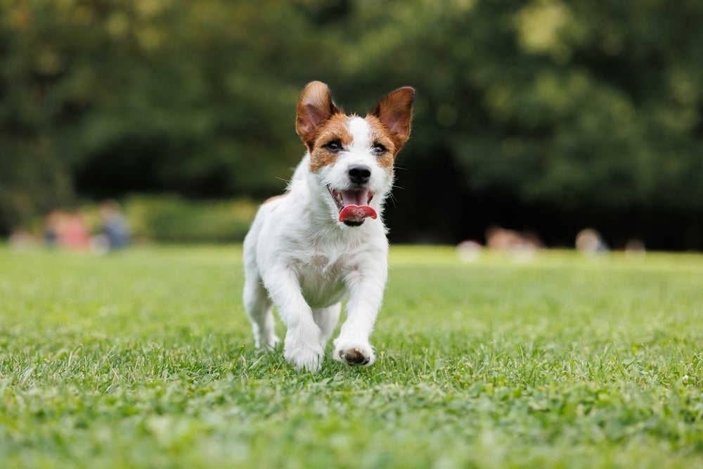 Será que existe reencarnação de cachorro?