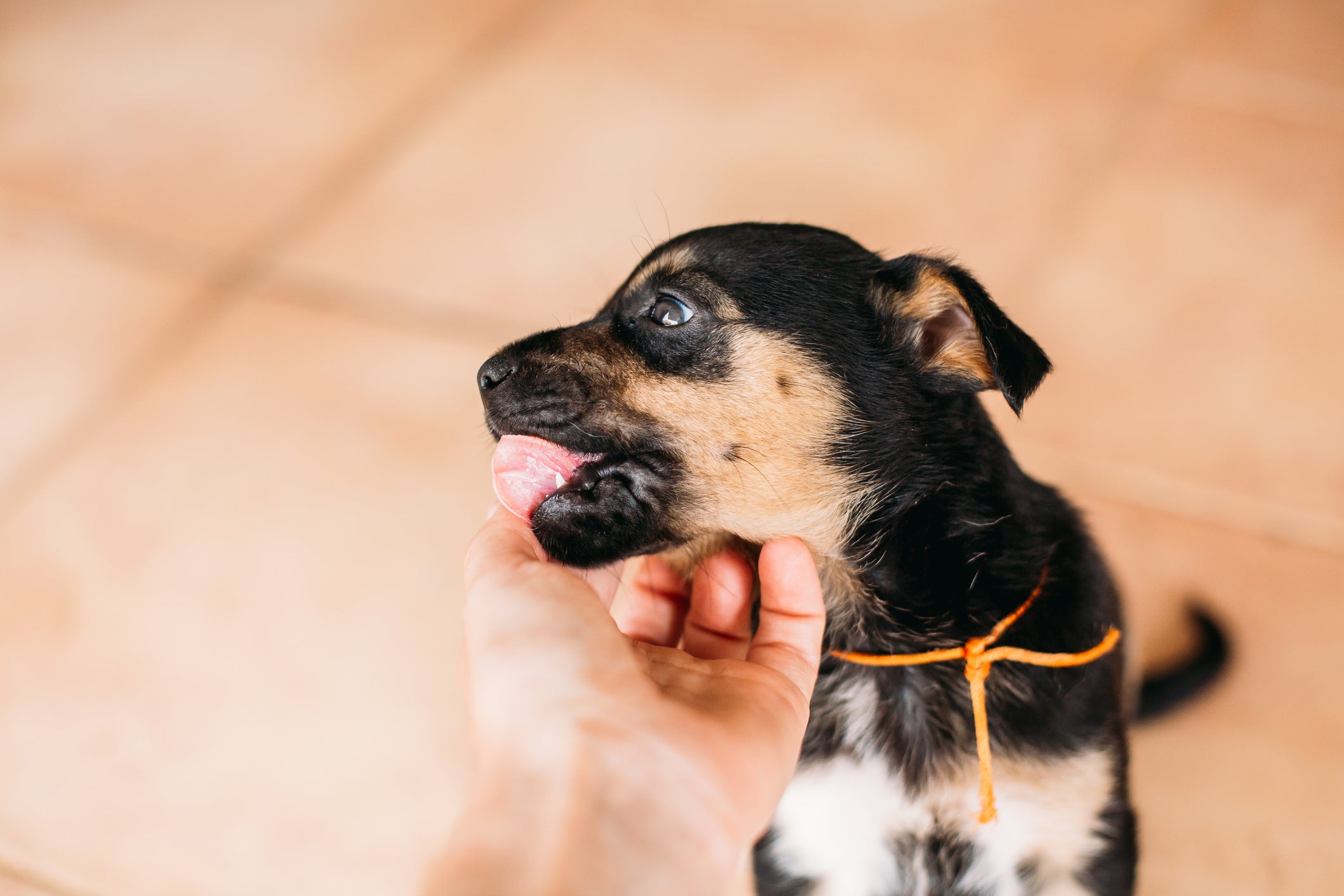 O cachorro com dor de dente nem sempre demonstra que está incomodado. Fique atento!