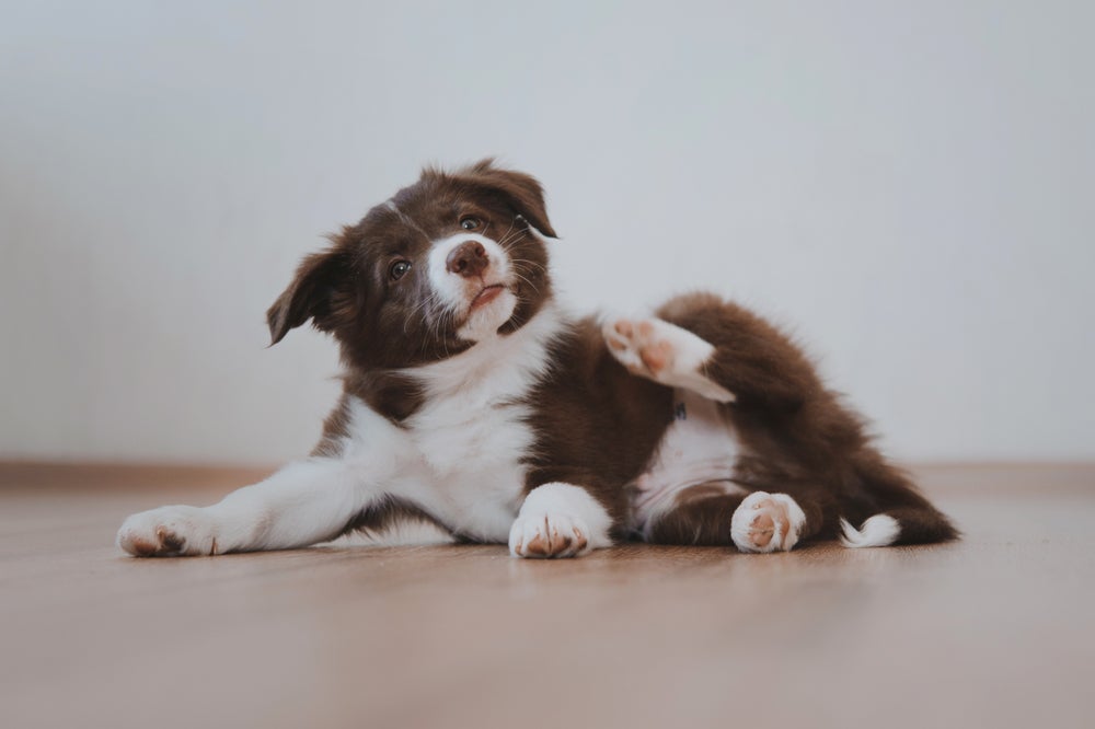 Piolho em cachorro: coceira intensa é um dos principais sintomas da infestação
