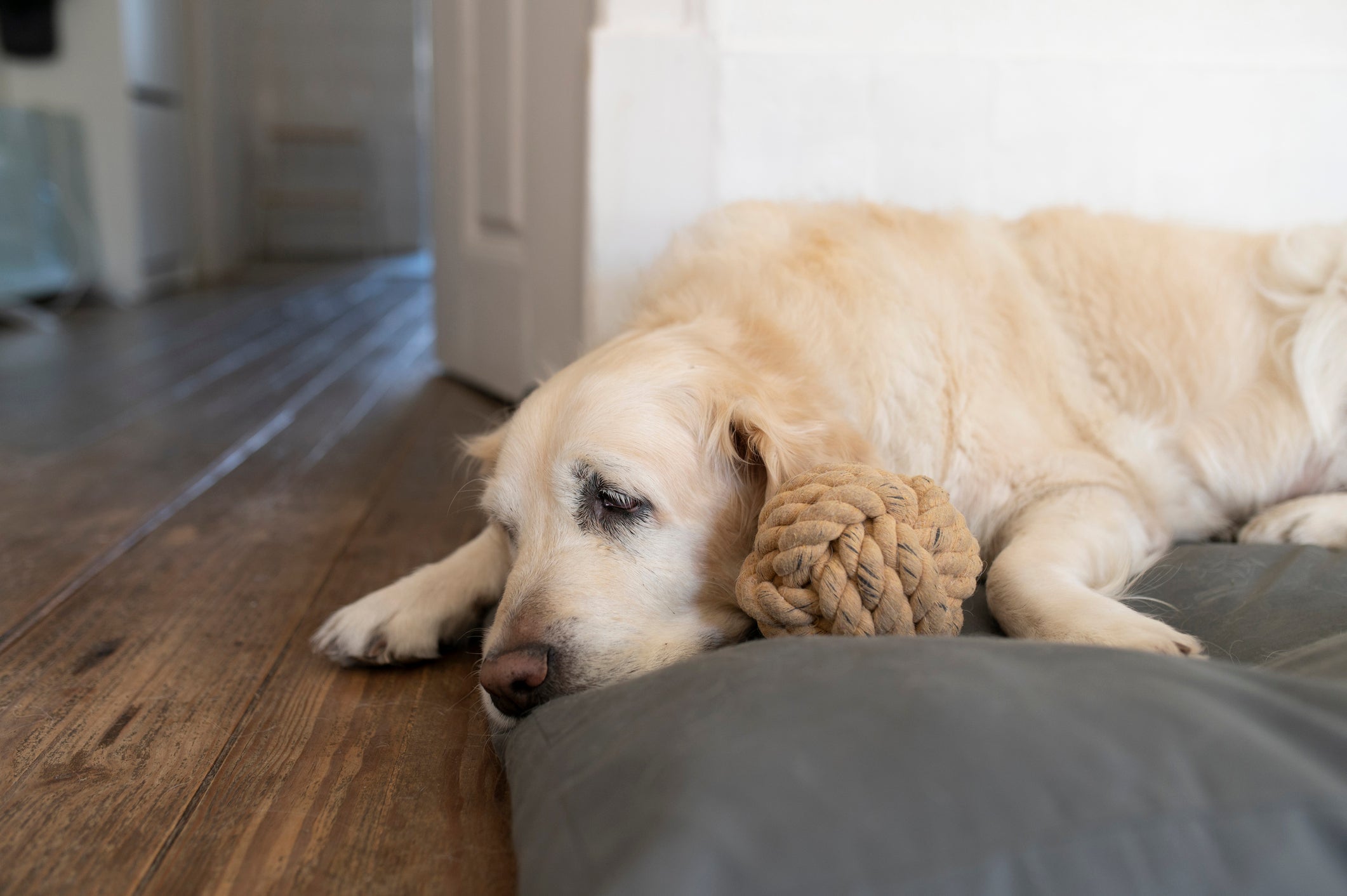 O cachorro tem sentimento e fica triste quando fica sozinho por muito tempo