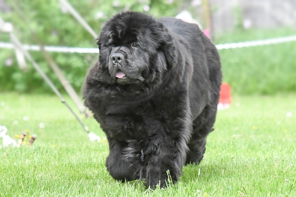 O cachorro Terra Nova é um ótimo companheiro para famílias com bebês e crianças