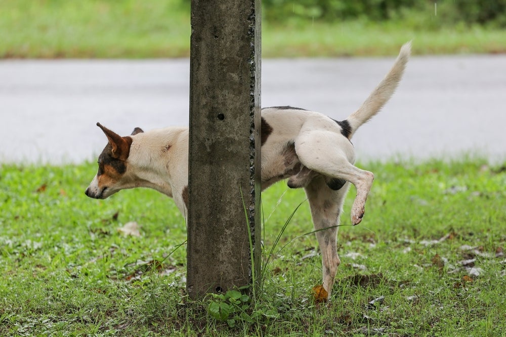 Latidos excessivos, rosnados e marcação de território com xixi são comuns em cães territorialistas