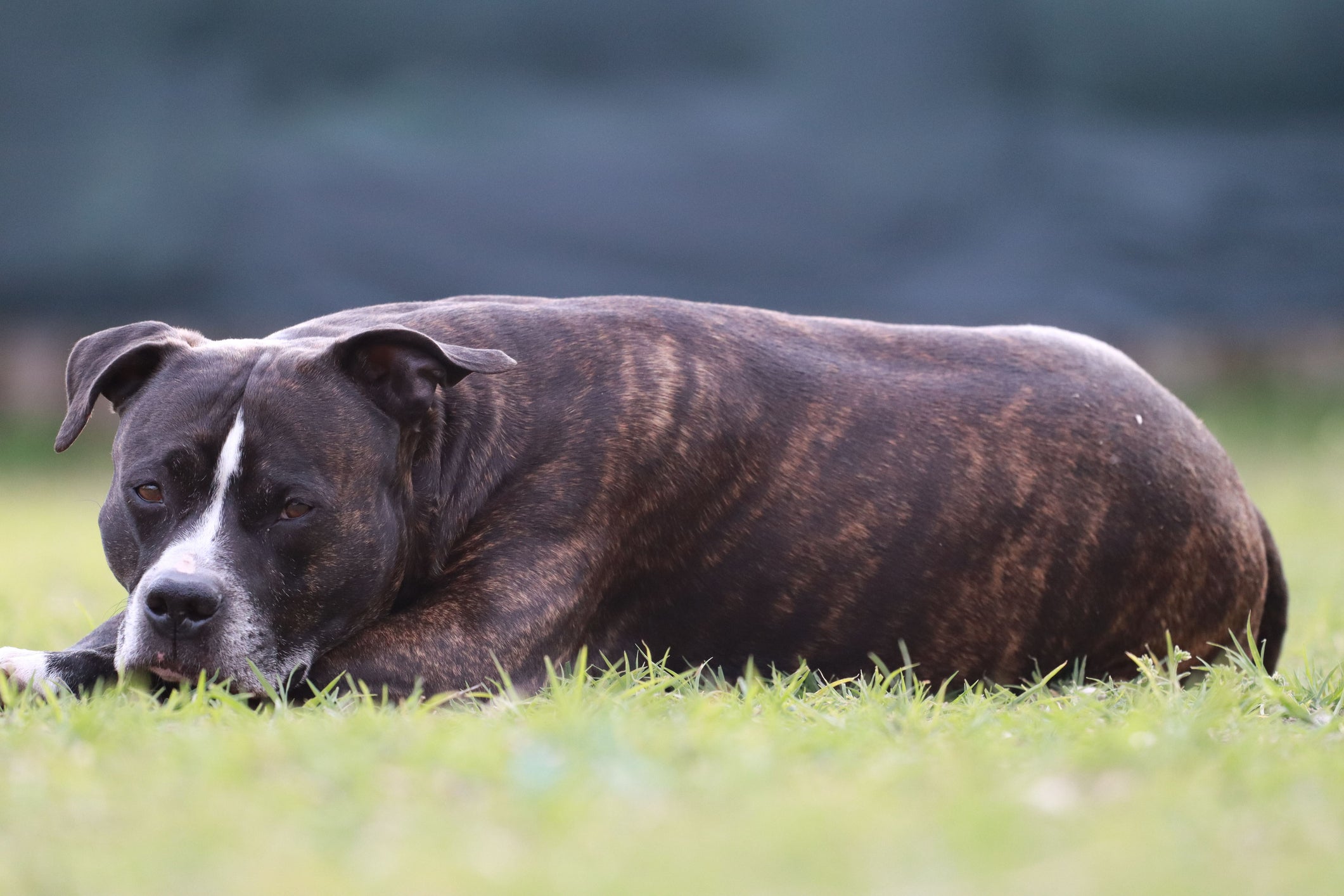 Cachorro tigrado: raça American Starffordshire Terrier costumam nascer com esse padrão