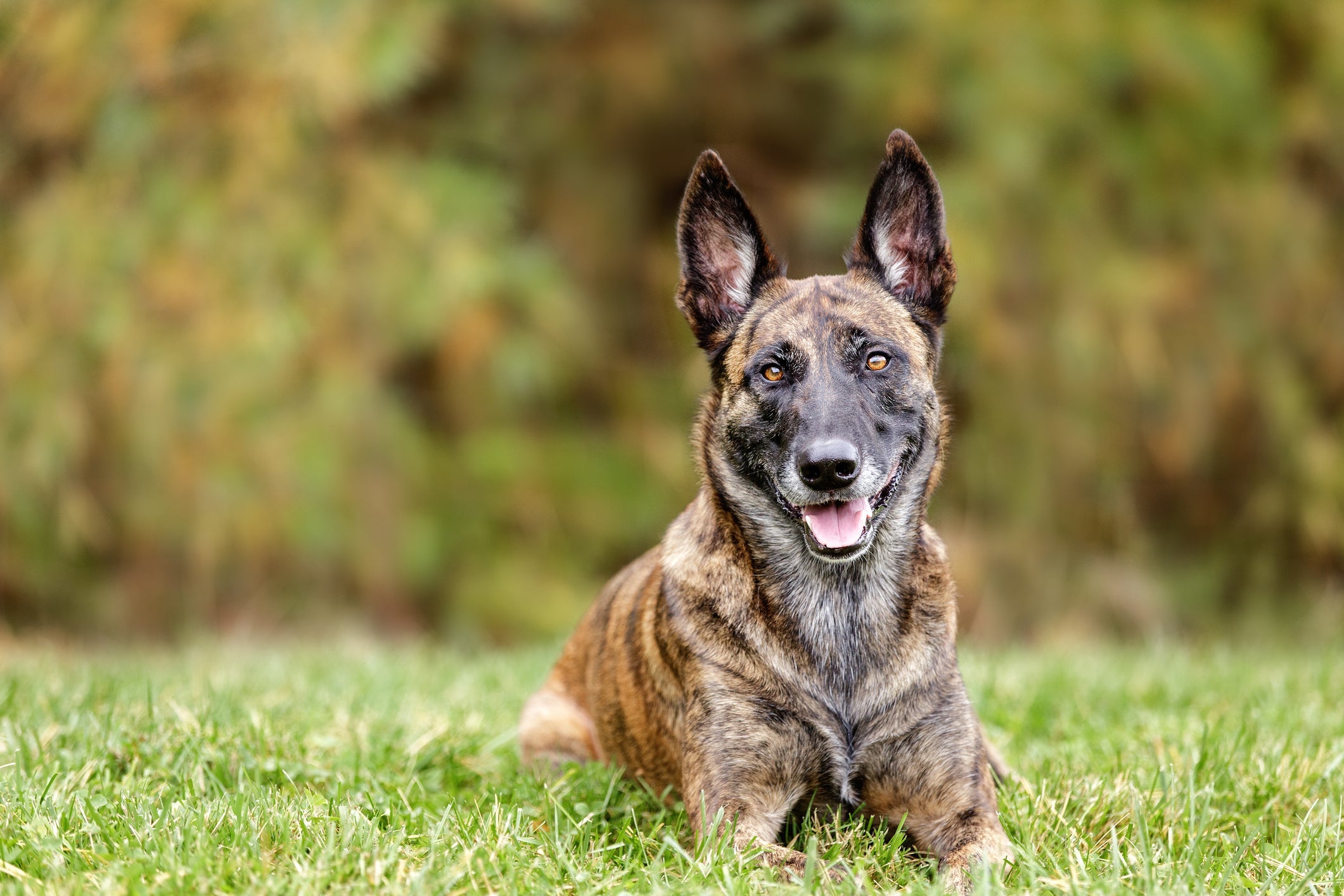 Esse é o único cachorro do tipo Pastor que pode nascer com a pelagem tigrada