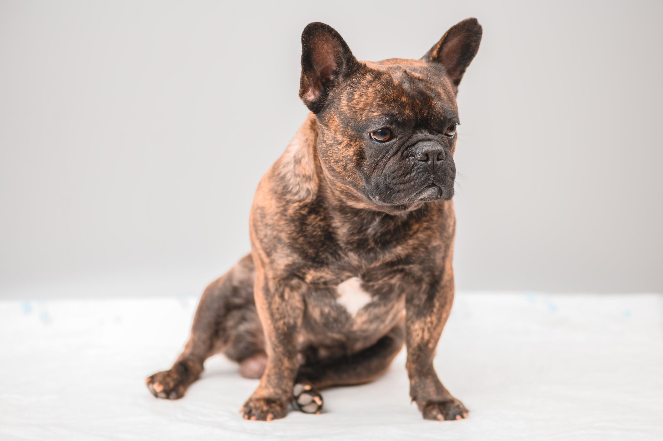 O Bulldog Francês não é só preto com branco: há cães tigrados da raça