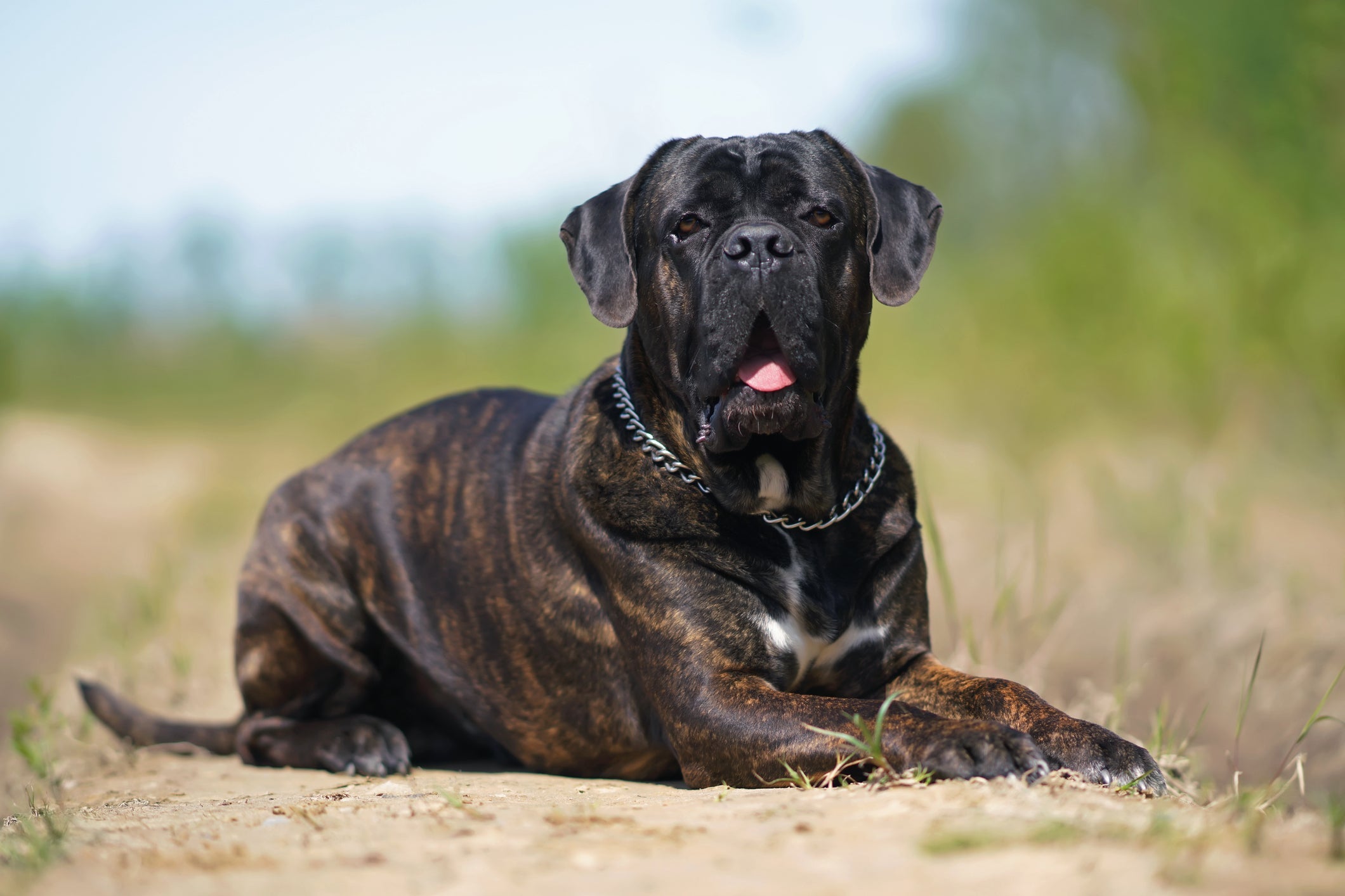 Cane corso é preto, cinza, com pelagem de cachorro tigrado e por aí vai!