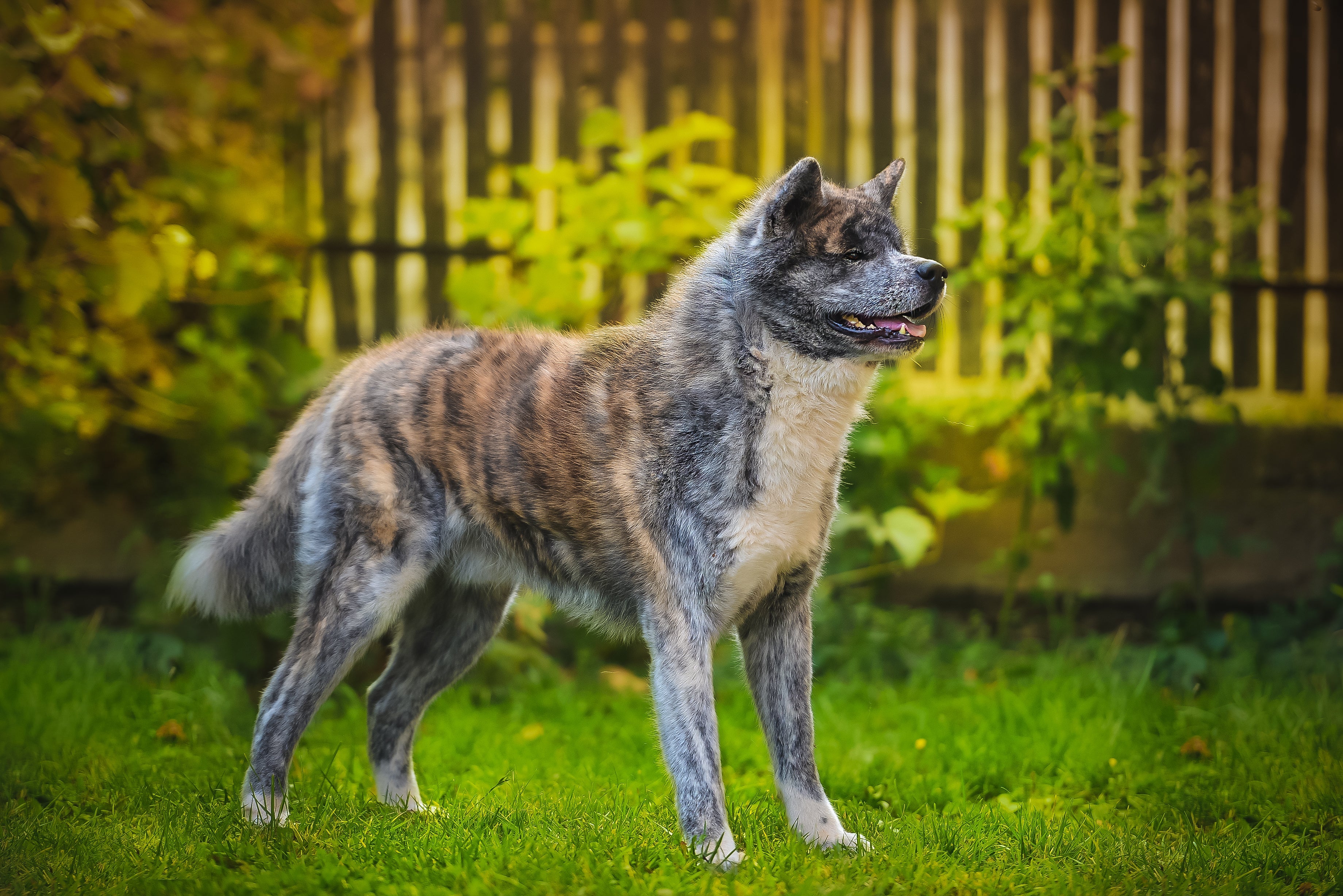 Cachorro tigrado da raça Akita é uma beleza rara de encontrar