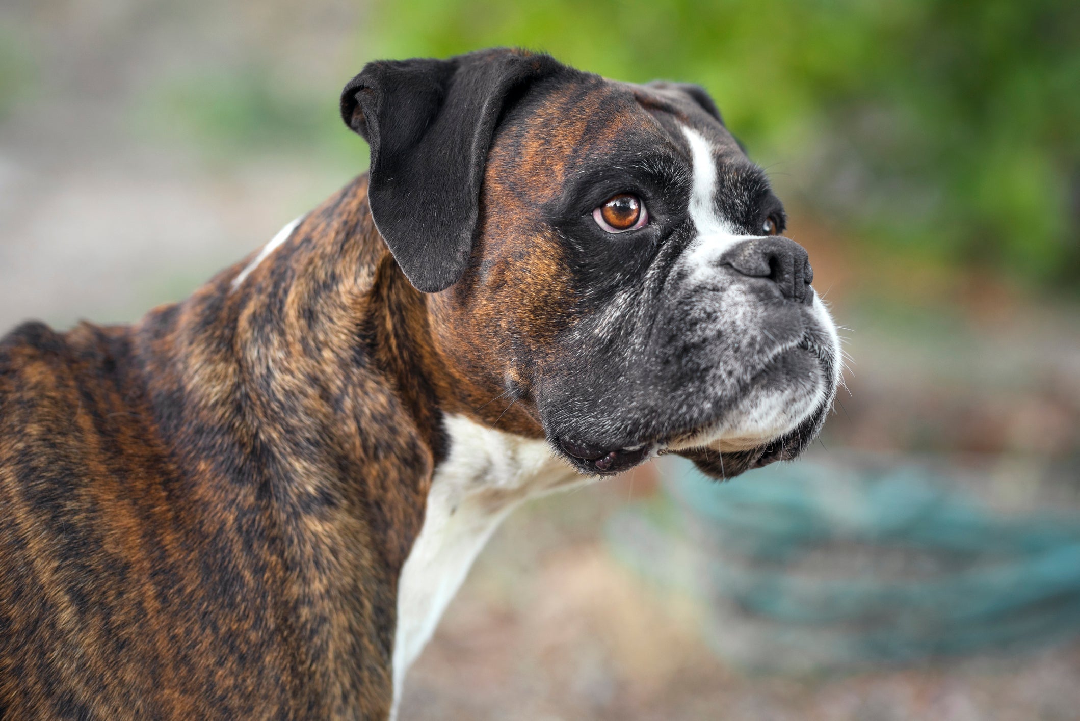 Cachorro Boxer tigrado (ou não) costuma ter a máscara preta no focinho