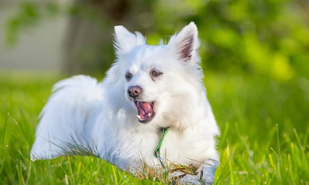 Cachorro tossindo pode ser alergia ou sinal de doenças