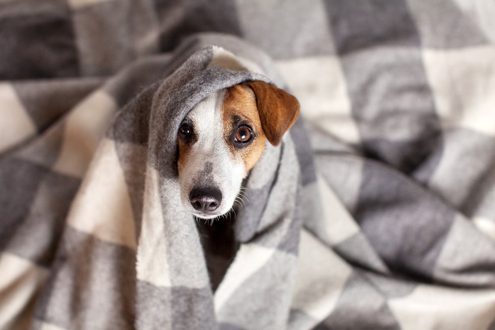 “Meu cachorro está tremendo como se estivesse com frio”: o que pode ser?