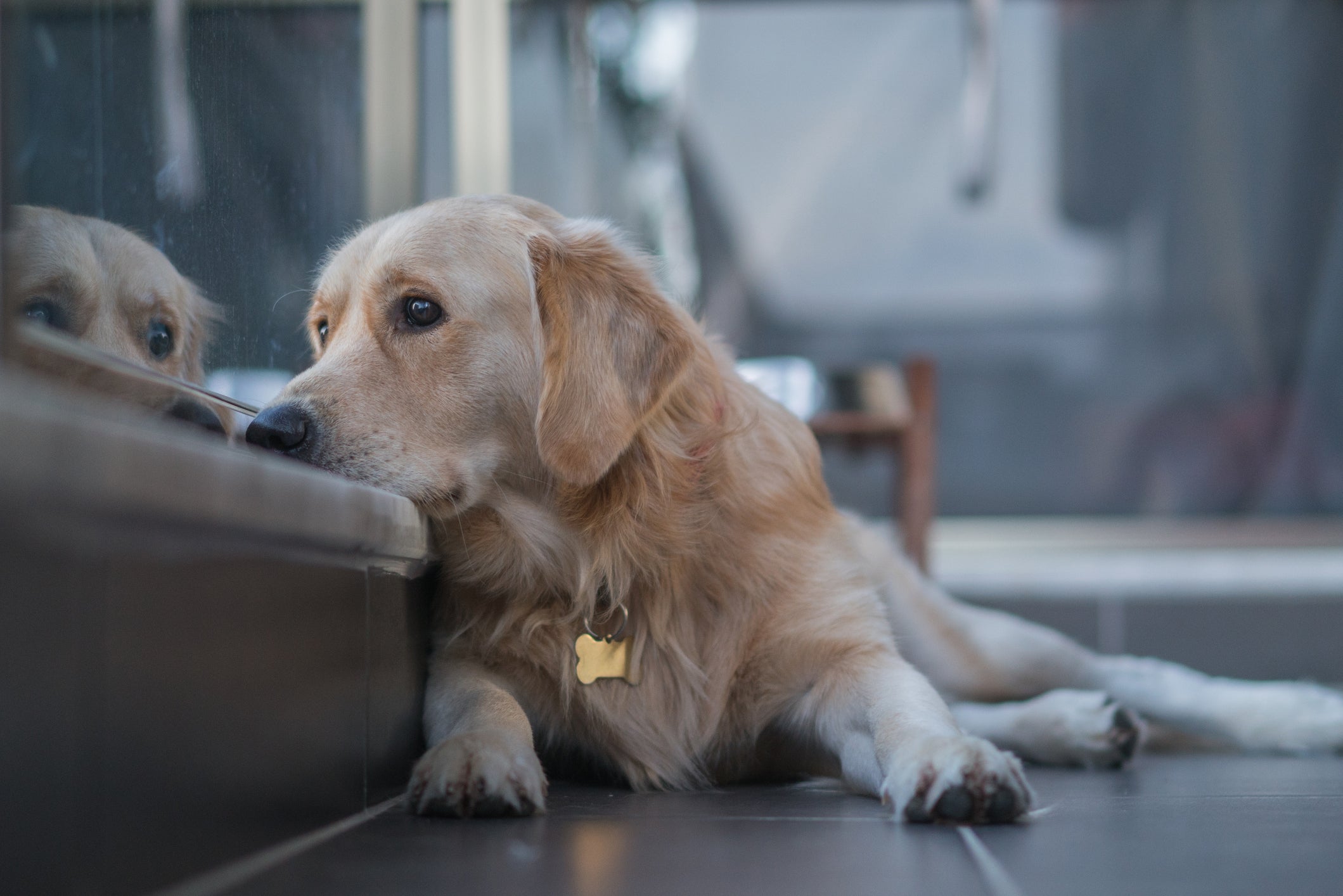 A falta de companhia do tutor pode deixar o cachorro triste