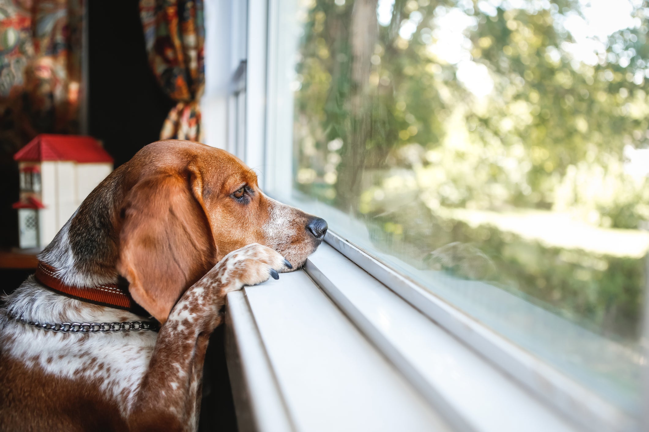 Ansiedade de separação: cachorro fica deprimido e apresenta mudanças comportamentais