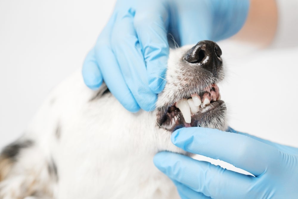 Até durante a troca de dente, cachorro deve manter uma rotina de higiene bucal