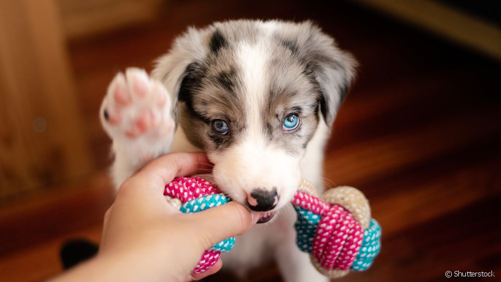 O mordedor para cachorro é ajuda a aliviar o incômodo de novos dentes nascendo