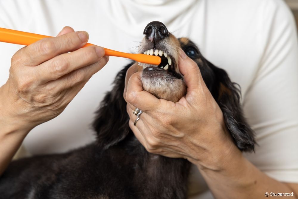 Como escovar dente de cachorro: hábito deve ser iniciado desde filhote