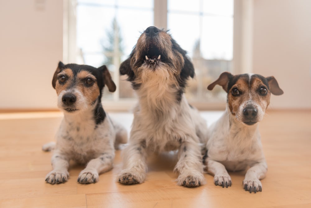 Um motivo porque cachorro uiva é para facilitar a comunicação de longas distâncias