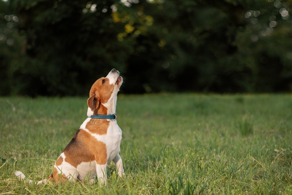 O cachorro uivando é uma forma do animal falar alguma coisa
