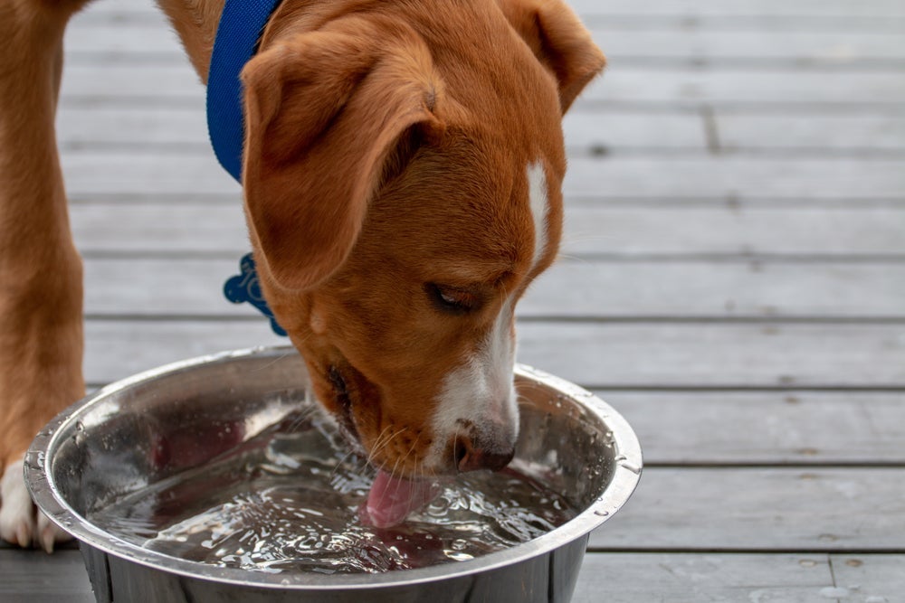 Estimular o consumo de água ajuda a prevenir problemas urinários em cães