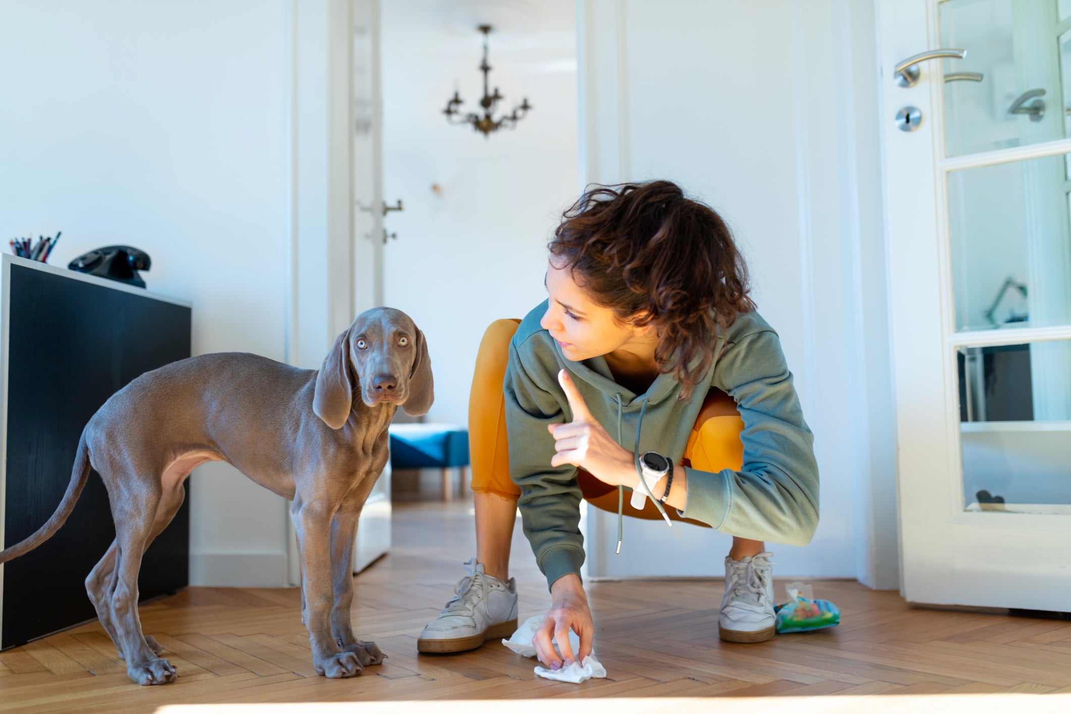 Para evitar o cachorro urinando em todo lugar, uma dica é pegá-lo no flagra e corrigir o comportamento