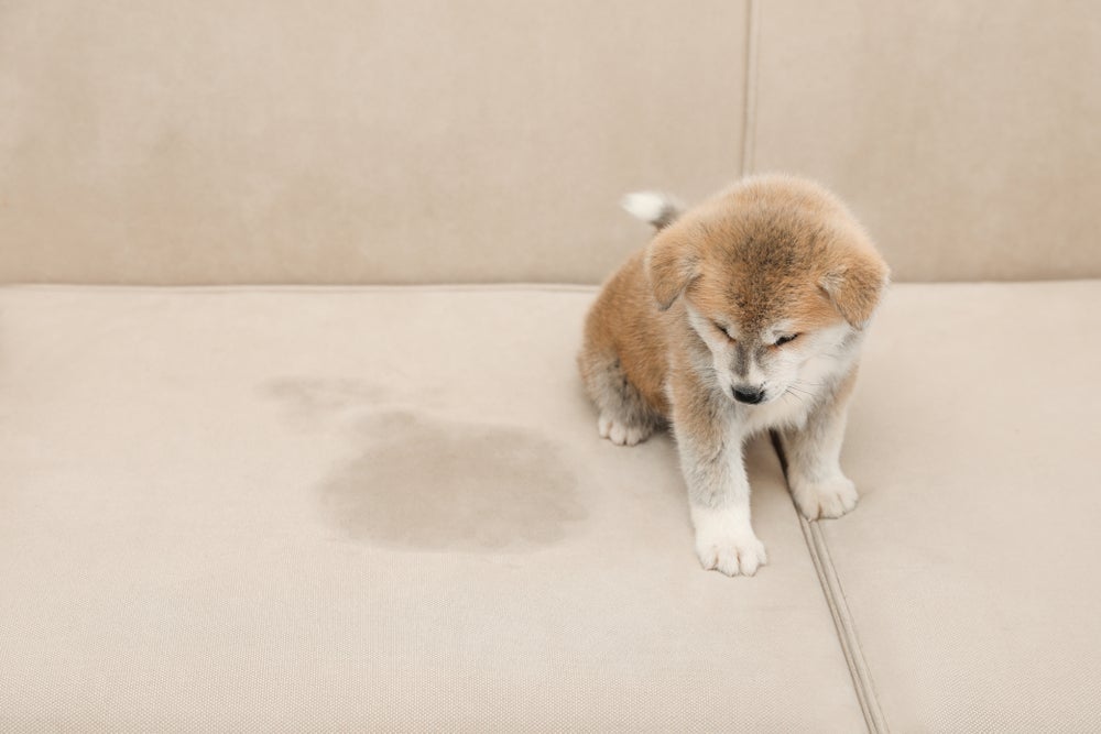 Um cachorro urinando em todo lugar precisa de opções de acerto pela casa e recompensa ao acertar