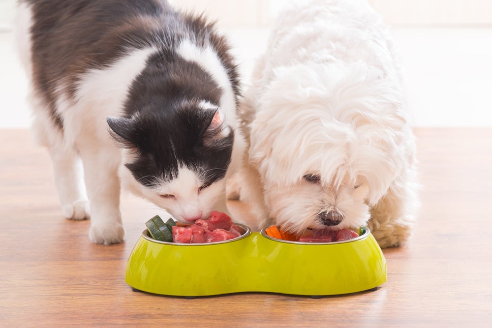 A alimentação para cachorro vegetariana precisa ser supervisionada por um veerinário nutricionista