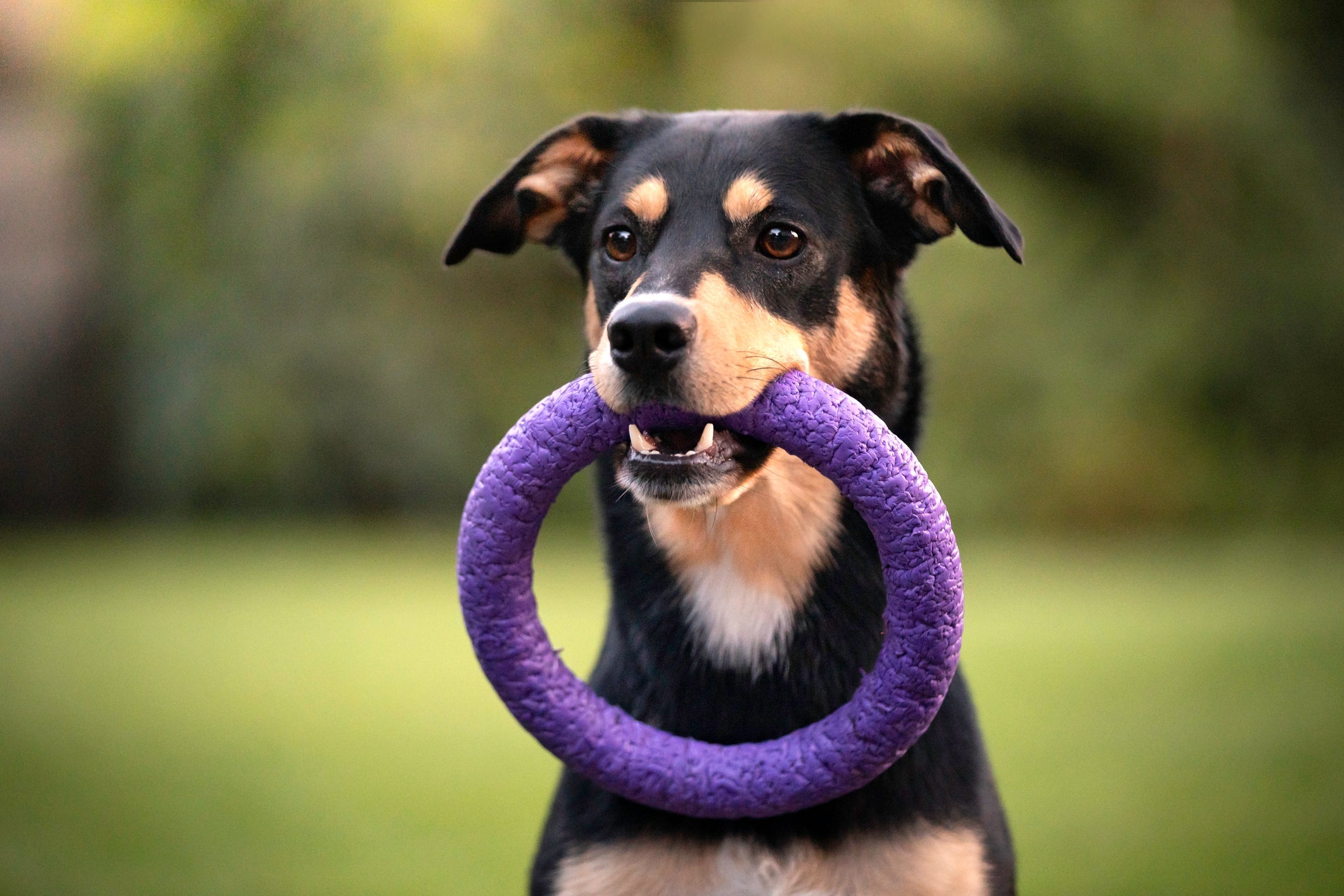 O cachorro vira lata adora brincar 