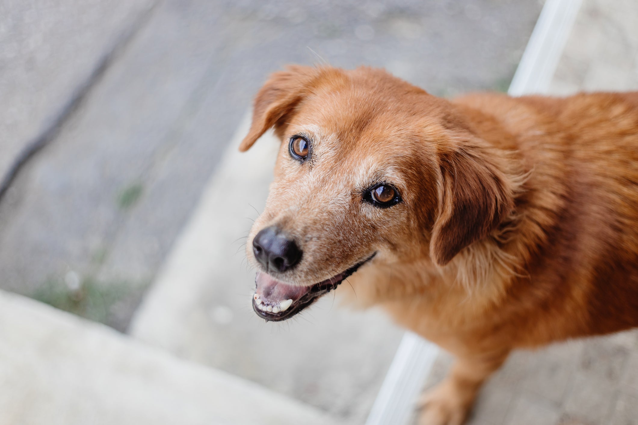 O cachorro vira lata caramelo tem um lugar especial no coração dos brasileiros
