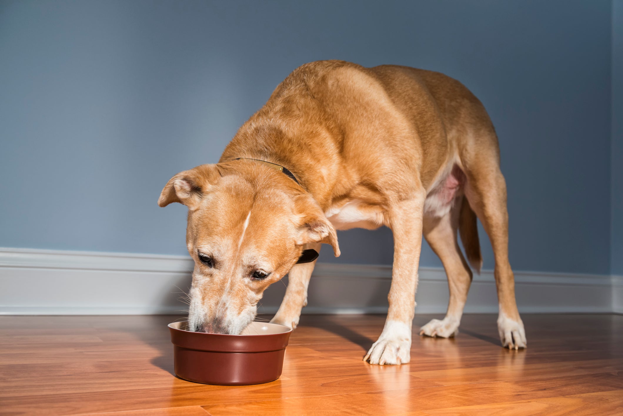 Uma ração para cachorro de qualidade contém todos os nutrientes indispensáveis