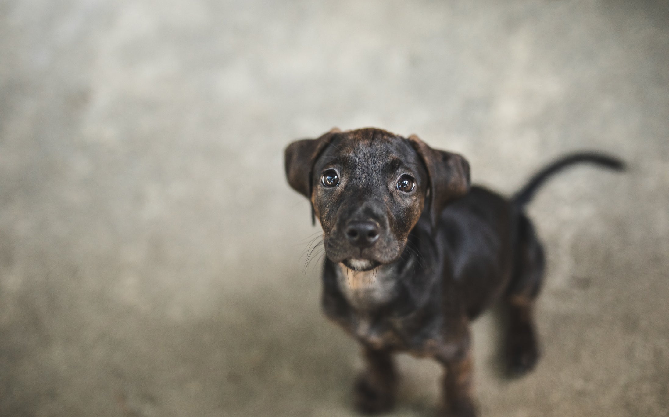 Cachorro vira lata pequeno tende a viver mais que os grandes