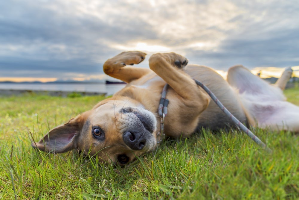 O cachorro vira-lata também precisa se exercitar para gastar energia.
