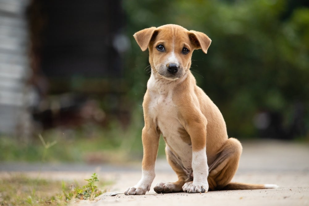 A adoção de cachorro - seja ele vira-lata ou não - é um ato de amor