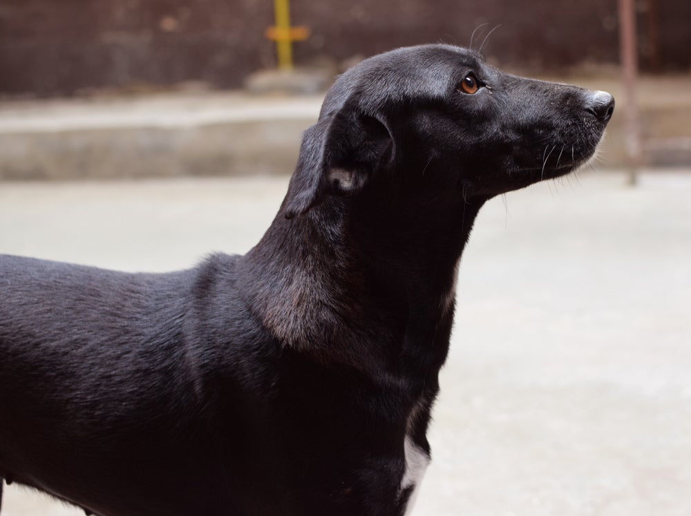 Cachorro vira-lata preto (ou de qualquer outra cor) não pode comer qualquer coisa e precisa de uma dieta balanceada