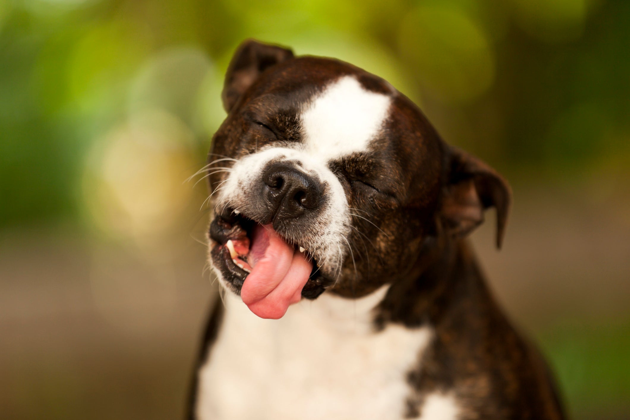 O cachorro vomitando ou regurgitando normalmente acontece quando o cão se alimenta rápido demais