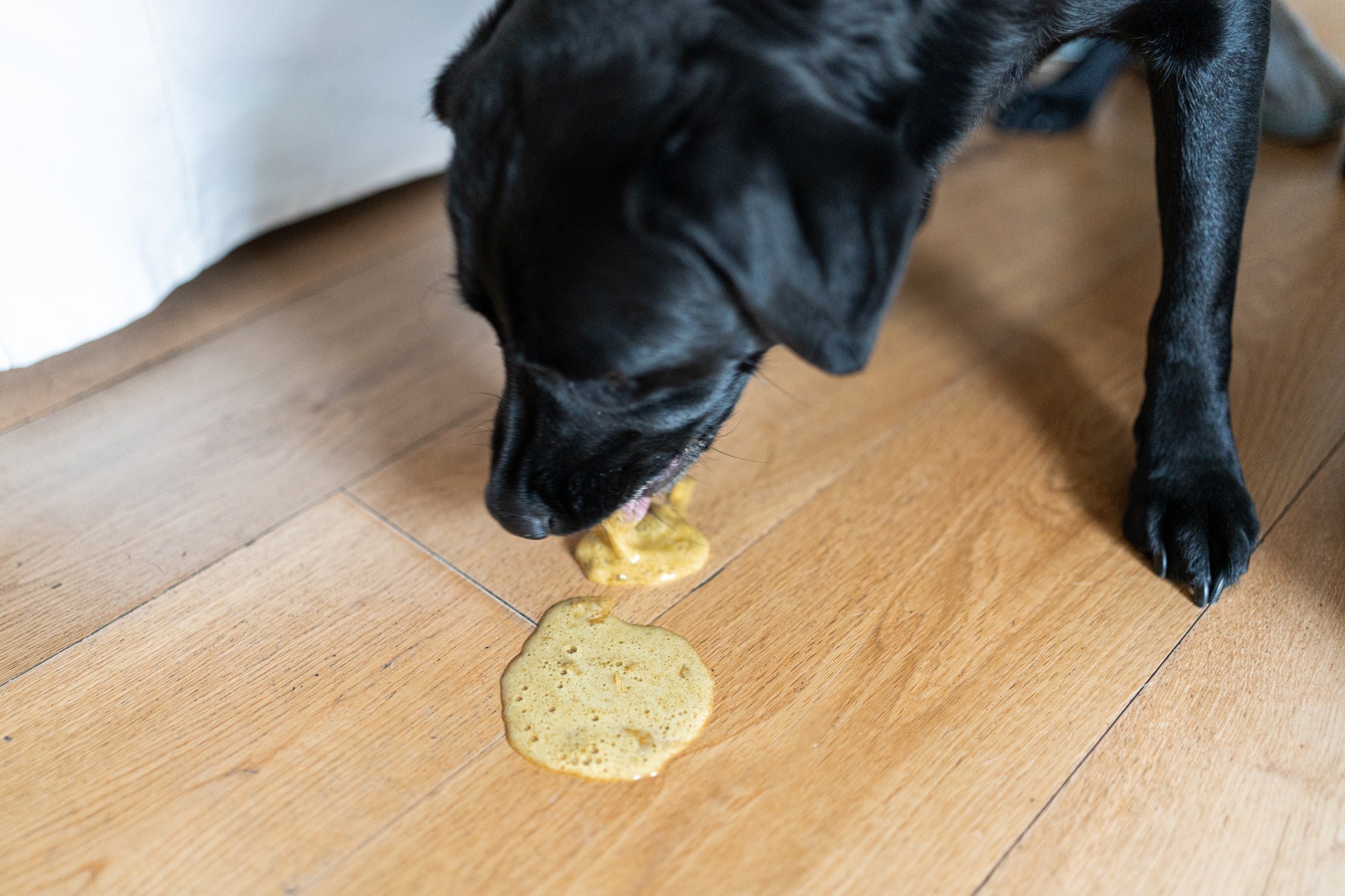 O cachorro vomitando ração é diferente de um cachorro regurgitando