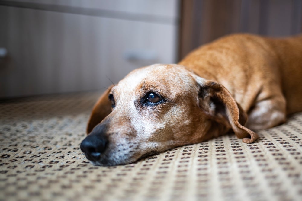 No caso de cachorro vomitando ração, observe como ficou seu comportamento após o ocorrido. 