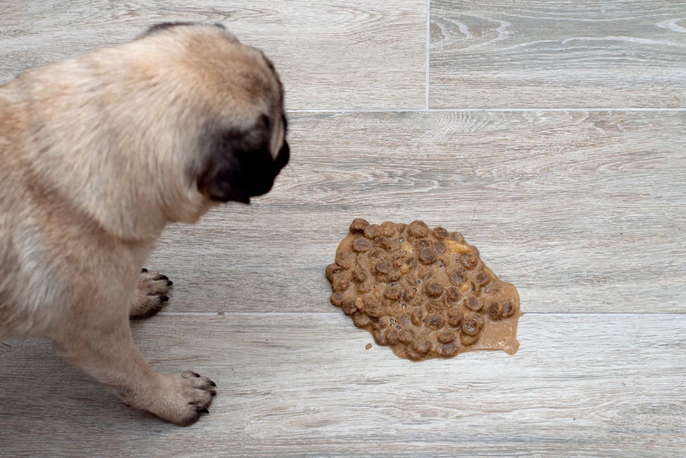 Quando o cachorro vomita ração inteira, é importante ter cautela