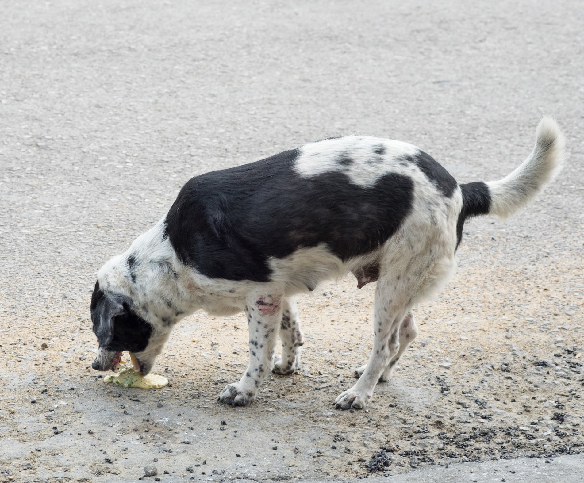 Cachorro vomitando a ração: fique atento a outros sintomas que possam indicar alguma doença
