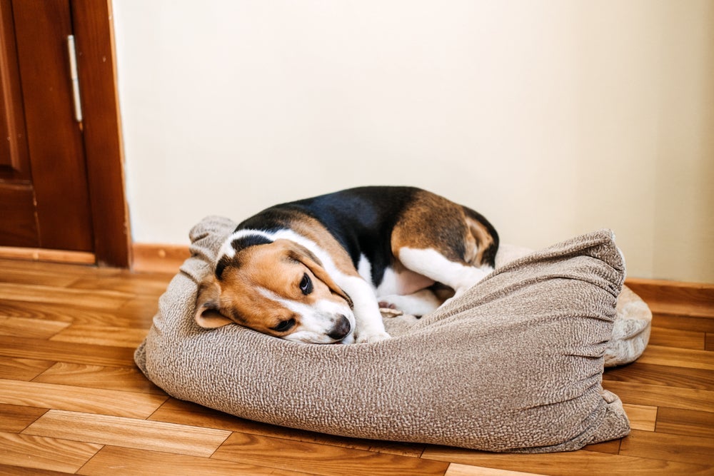 Cachorro vomitando ração? Descubra o que o problema indica e o que fazer.