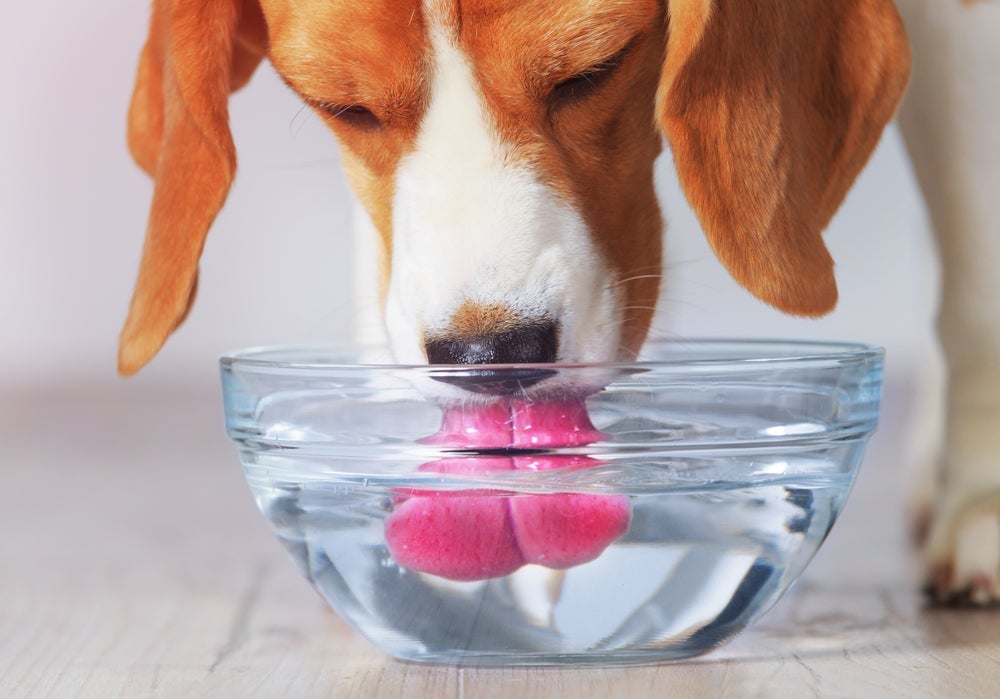 Cachorro vomitando: beber água evita que o doguinho fique desidratado