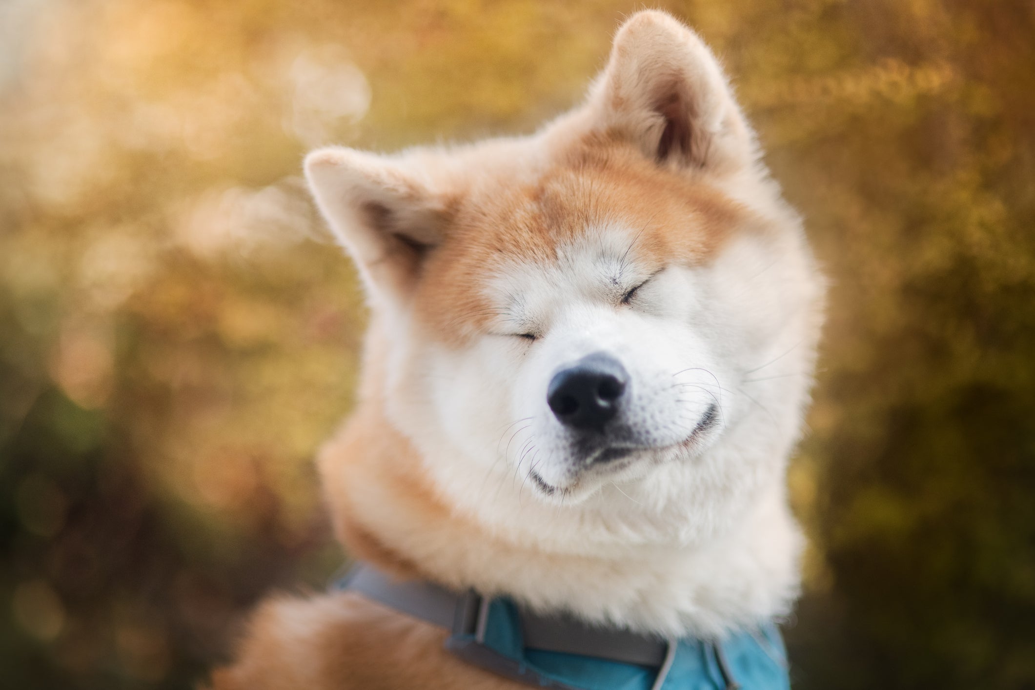 Um cachorro calmo, mas desconfiado, é o Akita