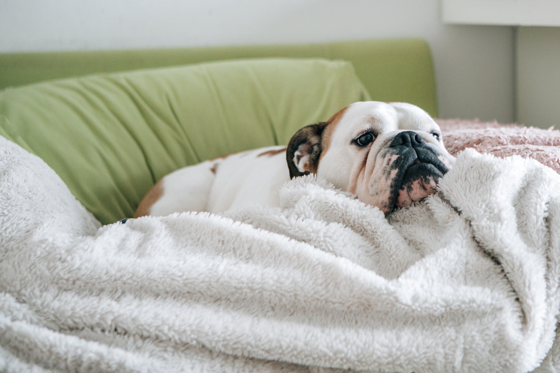 Cachorro zen: o Bulldog Inglês é um pet bem tranquilo